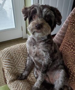 Virbac CET Enzymatic Toothpaste Eliminates Bad Breath by Removing Plaque and Tartar Buildup, Best Pet Dental Care Toothpaste -Beef Flavor, 2.5 Oz Tube (Color Varies) Beef 39 81s8b3vjTL