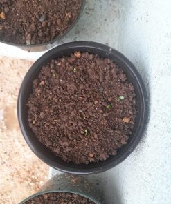 Outsidepride Gerbera Daisy Indoor House Plant or Flower Mix for Outdoor Containers, Pots, Planters, Beds - 100 Seeds 23 81sDSBsDNTL