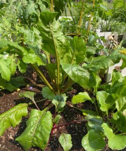 Seed Needs, 1,500+ Rainbow Beet Seed Mixture - 8 Variety Heirloom Mix (Beta vulgaris) Bulk Non-GMO 49 81sE8NZUF9L