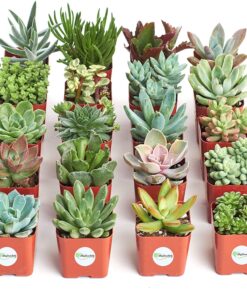 Shop Succulents Unique Succulent Plant Pack Bulk Collection - Live Mini Succulent Plants, Low Maintenance, Exceptional Colors & Textures - Wedding and Party Favors, Gift & Garden, Pack of 20 20-Pack Succulent Packs 32 81sMeq0VPQL