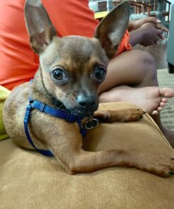 Pet Botanics Training Rewards Mini Treats For Dogs, Bacon, 4 Oz. 4 Ounce (Pack of 1) 32 81sRsULhjRL