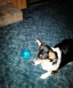 Our Pets Smarter Toys IQ Treat Ball - Colors Mary Vary - 4" (2130010792) IQ TREAT BALL 4" 35 81saTZ5M2HL