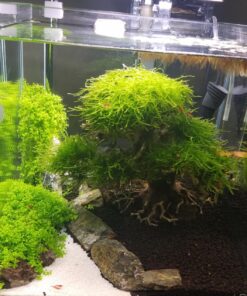 ONF Flat Nano Full Spectrum LED Aquarium Light, Dimmable 7000K / 1300lm, for <10 Gallons Rimless Fish Tanks, Freshwater Aquatic Plant Growth, Terrarium Spotlight, Potted Plant IP54 Waterproof (Silver) Silver 43 81sbMNSpjCL