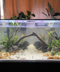 SunGrow 50 pcs Catappa Indian Almond Leaves for Betta Fish Tank Aquarium, 2” Water Conditioner Leaves, Leaf Also Suitable for Shrimp, Goldfish, Guppy and Frogs 50 Leaves 54 81seMLJo2UL