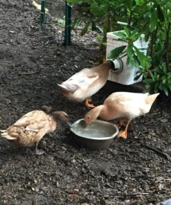 RentACoop 20 Pounds BPA-Free Chicken Feeder with Large Ports - Includes Lid, Anti-Roost Cone, Rain Hoods - Suitable for Chickens - Center Placement 36 81skGursxPL