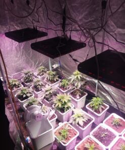 AGLEX 420W COB LED Grow Light, Full Spectrum Plant Grow Lamp with Daisy Chain Veg and Bloom Switch for Hydroponic Greenhouse Indoor Plant Veg and Flower (C2000) C2000 66 81slbgLrmXL