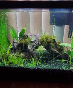 Florida 10 Species Live Aquarium Plants Bundle 48 81spJp5 MnL