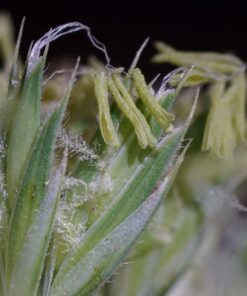 Neewer 4-Way Macro Focusing Focus Rail Slider/Close-Up Shooting for Canon Nikon, Pentax, Olympus, Sony, Samsung and Other Digital SLR Camera and DC with Standard 1/4-Inch Screw Hole 51 81sxBt2kMTL