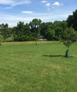 Treegator Original Slow Release Watering Bag for Trees, 1 Bag 25 81sy9QVlYL