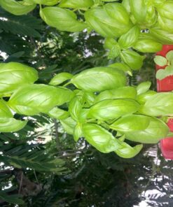 Culinary Herb Seeds Variety Pack - Outdoor & Indoor Herb Garden Kit - 10 Non-GMO Herb Garden Seeds for Planting & Book - Basil Seeds, Dill Seeds, Rosemary Seeds, Thyme Seeds, & More 41 81t1ouS8 SL