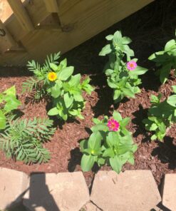 Outsidepride Zinnia Elegans Lilliput Heat & Drought Tolerant Garden Cut Flower Mix - 1000 Seeds Lilliput Mix 79 81t5i6Se5eL