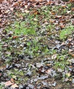 Whitetail Institute Secret Spot Deer Food Plot Seed - Annual Forage Designed Specifically for Smaller, Remote Food Plots - Can Be Planted with Hand Tools 4 lbs (9000 sq ft) 23 81t7yAT8i0L