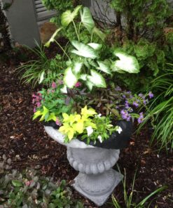 Easy Gardener 21041MJ 3-Foot by 50-Foot 15 Year Landscape Fabric 17 81t8llF2cL