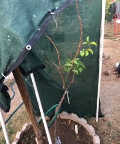 Humboldts Secret Golden Tree: Best Plant Food for Plants & Trees - All-in-One Concentrated Additive - Vegetables, Flowers, Fruits, Lawns, Roses, Tomatoes & More (16 Ounce) 16 Ounce 47 81tAePYXAhL