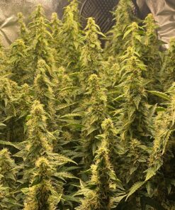 Canna CA1260+CA1270 Coco A & B, 1 L, Set of 2 Plant Growth, White/Brown 28 81tBORr6jyL