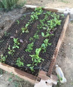 Seed Needs, 1,500+ Rainbow Beet Seed Mixture - 8 Variety Heirloom Mix (Beta vulgaris) Bulk Non-GMO 58 81tCOcukyL