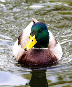 Tamron SP 150-600mm F/5-6.3 Di VC USD G2 for Canon Digital SLR Cameras Lens Only 49 81tCk6XXnkL