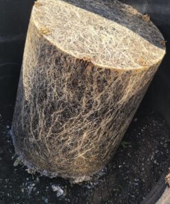 Xtreme Gardening HGC721205 Mykos Pure Mycorrhizal Inoculant Organic Root Enhancer, 2.2 lbs, Black 2.2 lbs. 33 81tEctUotSL