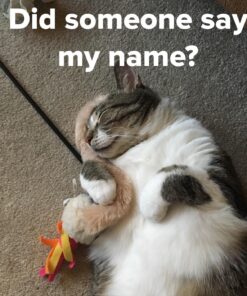 Sticky Paws Pioneer Pet Roll (32.8 feet) Roll (32.8 ft) 31 81tG23pHPOL