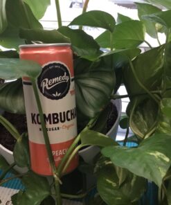 Remedy Kombucha Tea Organic Drink - Sugar Free, Keto, Vegan, Non-GMO, Gluten Free & Low Calorie - Sparkling Live Beverage w/ Gut Health & Probiotic Like Benefits - Ginger Lemon - 8.5 Fl Oz Can, 24-Pack 8.5 Fl Oz (Pack of 24) 27 81tHacdUQQL