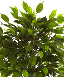 Nearly Natural 5383 3ft. Ficus Tree UV Resistant (Indoor/Outdoor),Green,Small 13 81tJHtDlpnL