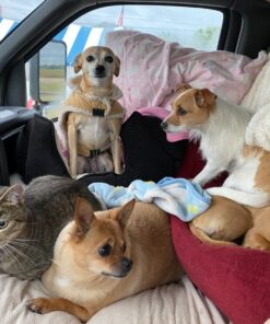 Blue Buffalo Small Breed Dog Food, Life Protection Formula, Natural Chicken & Brown Rice Flavor, Adult Dry Dog Food, 15 lb Bag 15 Pound (Pack of 1) 49 81tL7YgcX3L