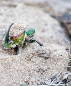 Nikon AF-S VR Micro-NIKKOR 105mm f/2.8G IF-ED Lens Lens Only 58 81tLErNPlAL