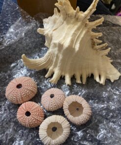 US Shell, 1 Piece, Murex Ramosus Sea Shell, 7 to 8 Inch Size 16 81tNLK7IE0L