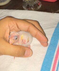 Kaytee Exact Hand Feeding High Fat Formula Pet Bird Baby Food For Parrots, Parakeets, Lovebirds, Cockatiels, Conures, Cockatoos, and Macaws, 5 Pound 20 81tNgdOLpL