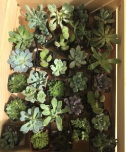 Jiimz 30 Assorted 2" Succulent Plants 22 81tNy tQFBL