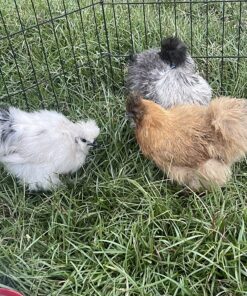 Gimborn Scalex for Birds - Mite & Lice Spray - 32 ounce 10 81tOGmkD7L