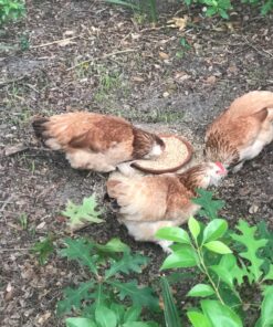 Scratch and Peck Feeds Organic Layer Chicken Feed with Corn for Chickens and Ducks - 25-lbs - Non-GMO Project Verified, Always Soy Free - 1004-25 13 81tPGhLZanL