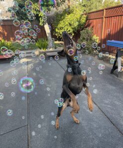 Bubbletastic Dog Bubbles 8oz. Refill Bottle of Bacon Bubble Solution 20 81tSjKTkAUL