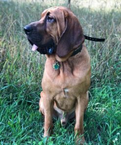 Petrainer Training Collar for Dogs - Waterproof Rechargeable Dog Training E-Collar with 3 Safe Correction Remote Training Modes, Static, Vibration, Beep for Dogs Small, Medium, Large 44 81tT7FbFoCL