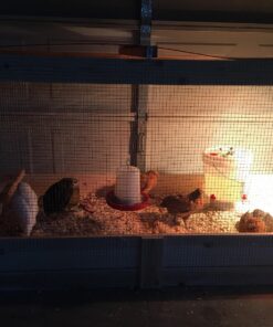 RentACoop 2 Gallon Chicken BPA-Free Plastic Bucket Waterer Set with 4 Horizontal Nipples - Center Placement 33 81tf9086EHL