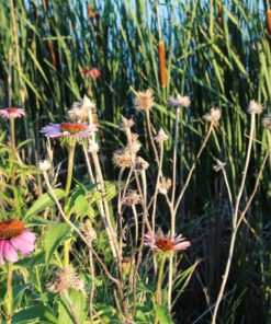 Sigma 18-35mm F1.8 Art DC HSM Lens for Nikon US Version 47 81tjIklPEL