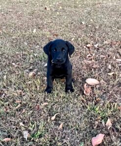 Wellness Soft Puppy Bites Natural Grain-Free Treats for Training, Dog Treats with Real Meat and DHA, No Artificial Flavors (Lamb & Salmon, 3-Ounce Bag) Soft Treats Lamb & Salmon 3 oz 44 81tkMkHQbtL