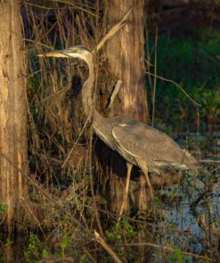 Canon EF-S 55-250mm f/4.0-5.6 is II Telephoto Zoom Lens Base Standard Packaging 49 81tkob9aDSL