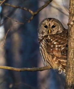 Tamron SP 150-600mm F/5-6.3 Di VC USD G2 for Canon Digital SLR Cameras Lens Only 46 81tmL1rpOEL