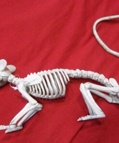 Crazy Bonez Skeleton - Rat Bonez 37 81tmfBwCm9L