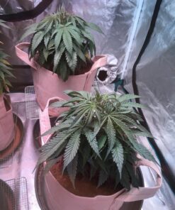 Apollo Horticulture Grow Light Glasses Goggles for Wear Fit Over Glasses for LED Grow Light Room UV400 Grow Room Safety Protective Eyewear for Intense LED Lighting Visual Eye Protection 31 81tmiHbRYCL