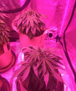 Apollo Horticulture Grow Light Glasses Goggles for Wear Fit Over Glasses for LED Grow Light Room UV400 Grow Room Safety Protective Eyewear for Intense LED Lighting Visual Eye Protection 32 81tnr2IGlxL