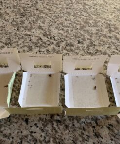 Harris Bed Bug Early Detection Glue Traps (4/Pack) 4 Traps 41 81tq9EBL hL