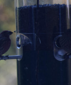 Wagner's 76029 Black Oil Sunflower Seed Wild Bird Food, 40-Pound Bag 39 81tt63cxrAL