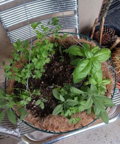 Seed Needs, Italian Herb Seed Packet Collection (5 Individual Seed Varieties for Planting) Non-GMO & Untreated - Oregano, Basil, Rosemary, Sage and Parsley 5 Pack 22 81tw4oJuWaL