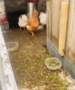 Harris Farms Poultry Feeder | Manna Pro Chicken Feed, Free Range Hanging Chicken Feeder, Chicken Feeders Galvanized | 30 Pounds 30 lb 14 81twXgSzAXL