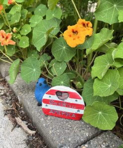 Seed Needs, 350+ Nasturtium Seeds for Planting - Jewel Mixture (Tropaeolum nanum) Non-GMO, Easy to Grow Mix, Attracts Pollinators - Bulk Bulk Pack (350 Seeds) 42 81txNJUKqpL