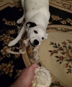 Ravenox Natural Twisted Cotton Rope | Made in The USA | Strong Triple-Strand Cordage for Sports, Décor, Pet Toys, Crafts, Macramé & Indoor Outdoor Use| by The Foot & Diameter (Multiple Color) Natural White 5/8 Inch x 10 Feet 24 81tz5XyDGzL