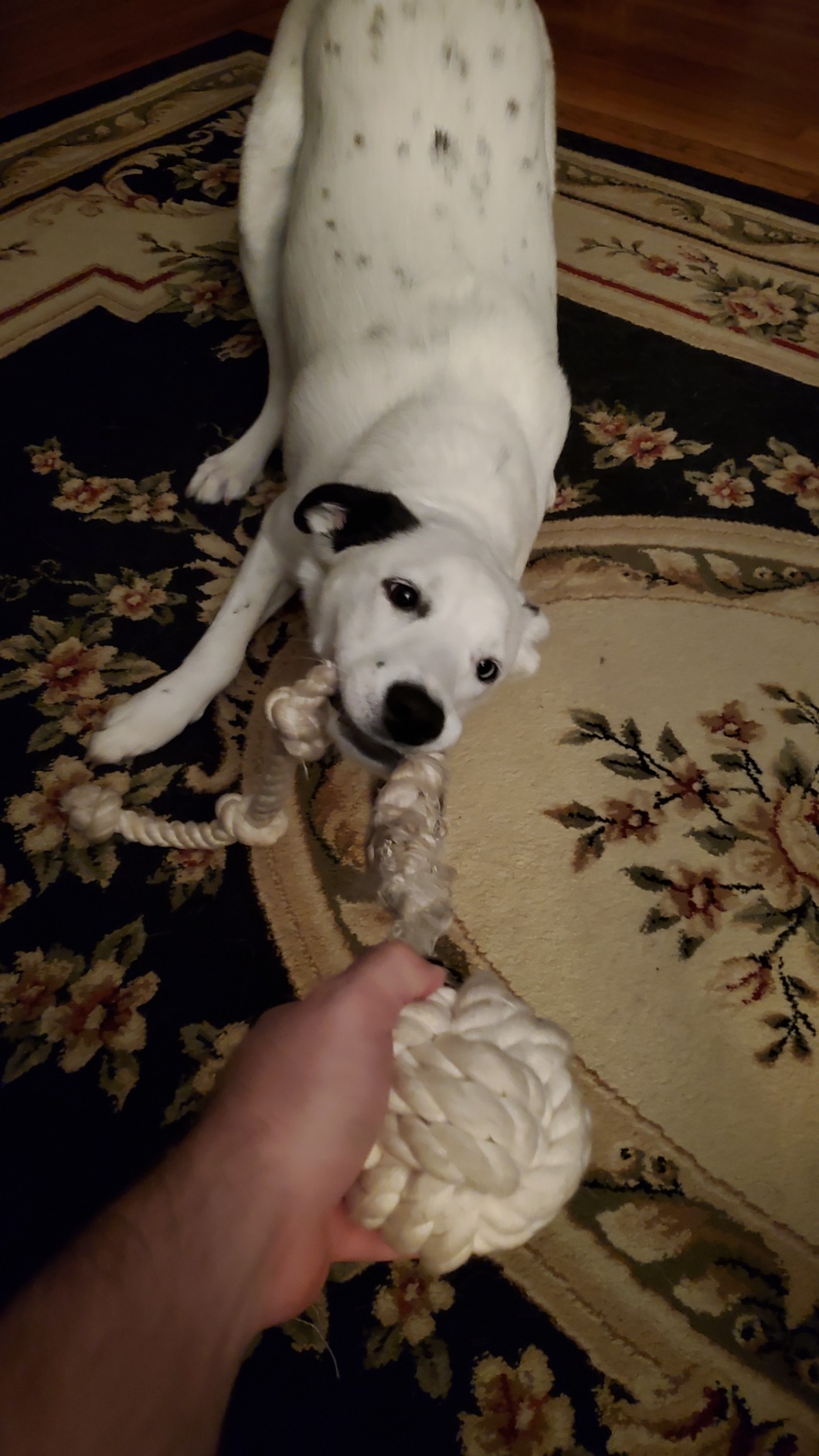 Ravenox Natural Twisted Cotton Rope | Made in The USA | Strong Triple-Strand Cordage for Sports, Décor, Pet Toys, Crafts, Macramé & Indoor Outdoor Use| by The Foot & Diameter (Multiple Color) Natural White 5/8 Inch x 10 Feet 12 Ravenox Natural Twisted Cotton Rope | Made in The USA | Strong Triple-Strand Cordage for Sports, Décor, Pet Toys, Crafts, Macramé & Indoor Outdoor Use| by The Foot & Diameter (Multiple Color) Natural White 5/8 Inch x 10 Feet - Image 12