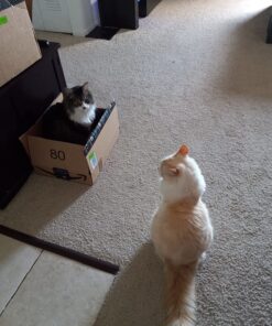 Evercare Extra Sticky Roller Refill, 180 Sheets, 60 Count (Pack of 3) 17 81tzQ5ZAJ0L